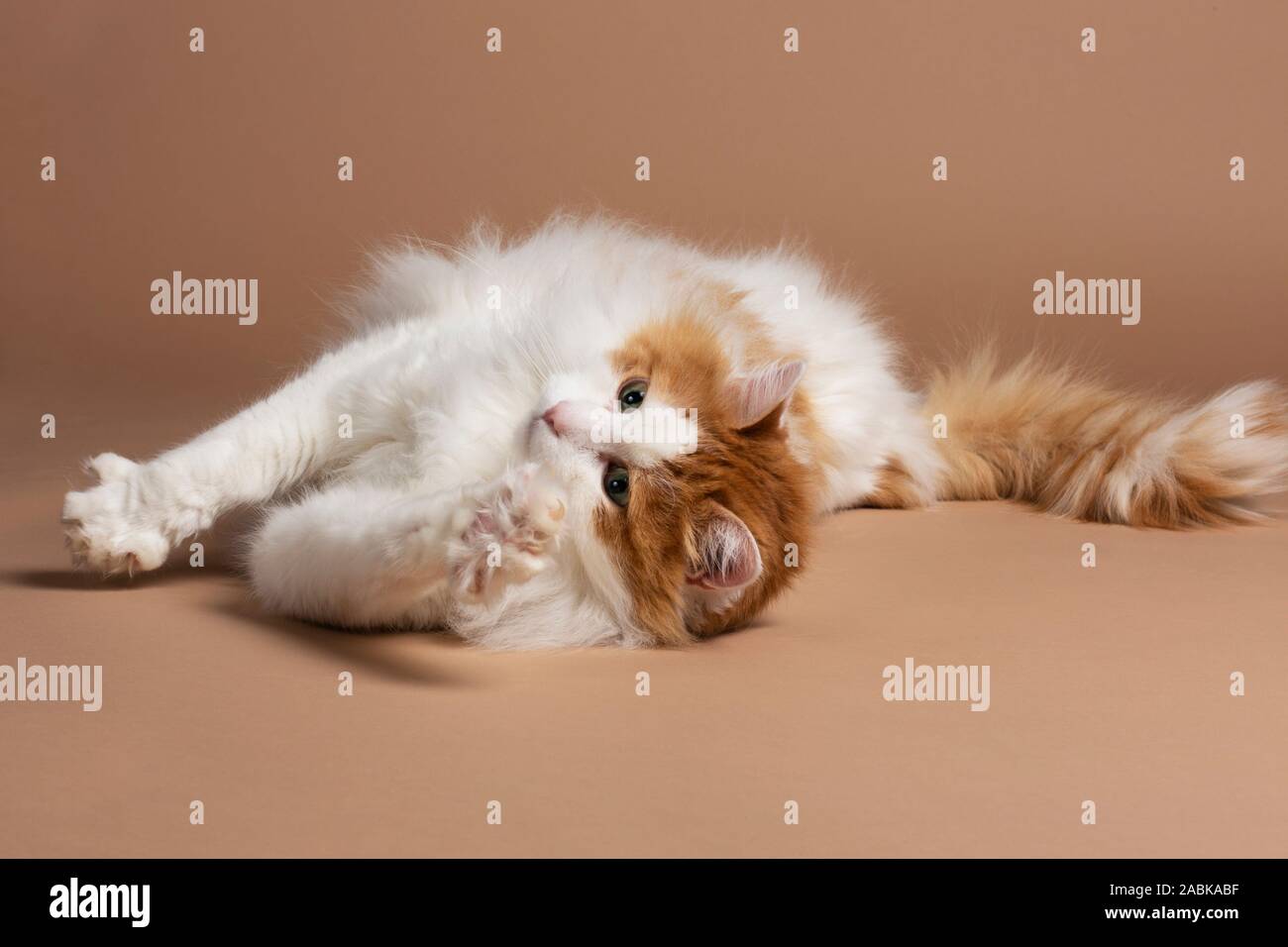 Un simpatico bella bianca e di colore marrone van turco gatto con gli occhi verdi recante nella parte anteriore di un marrone sfondo beige, strechtching verso la telecamera Foto Stock