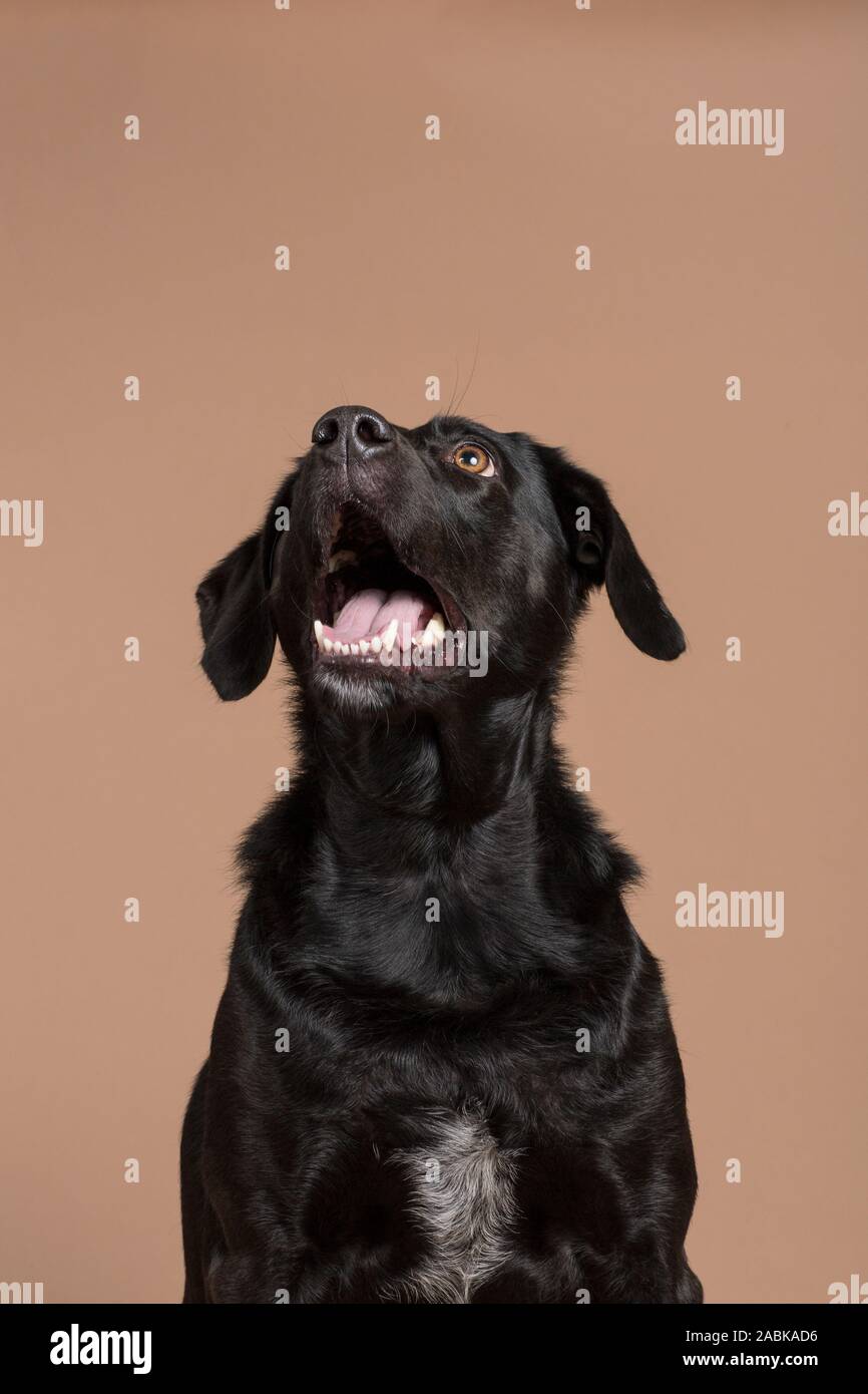 Un simpatico entusiasta nero cane domestico guardando verso l'alto e leggermente a sinistra con la bocca aperta che mostra i suoi denti e la lingua su un marrone chiaro backgroun Foto Stock