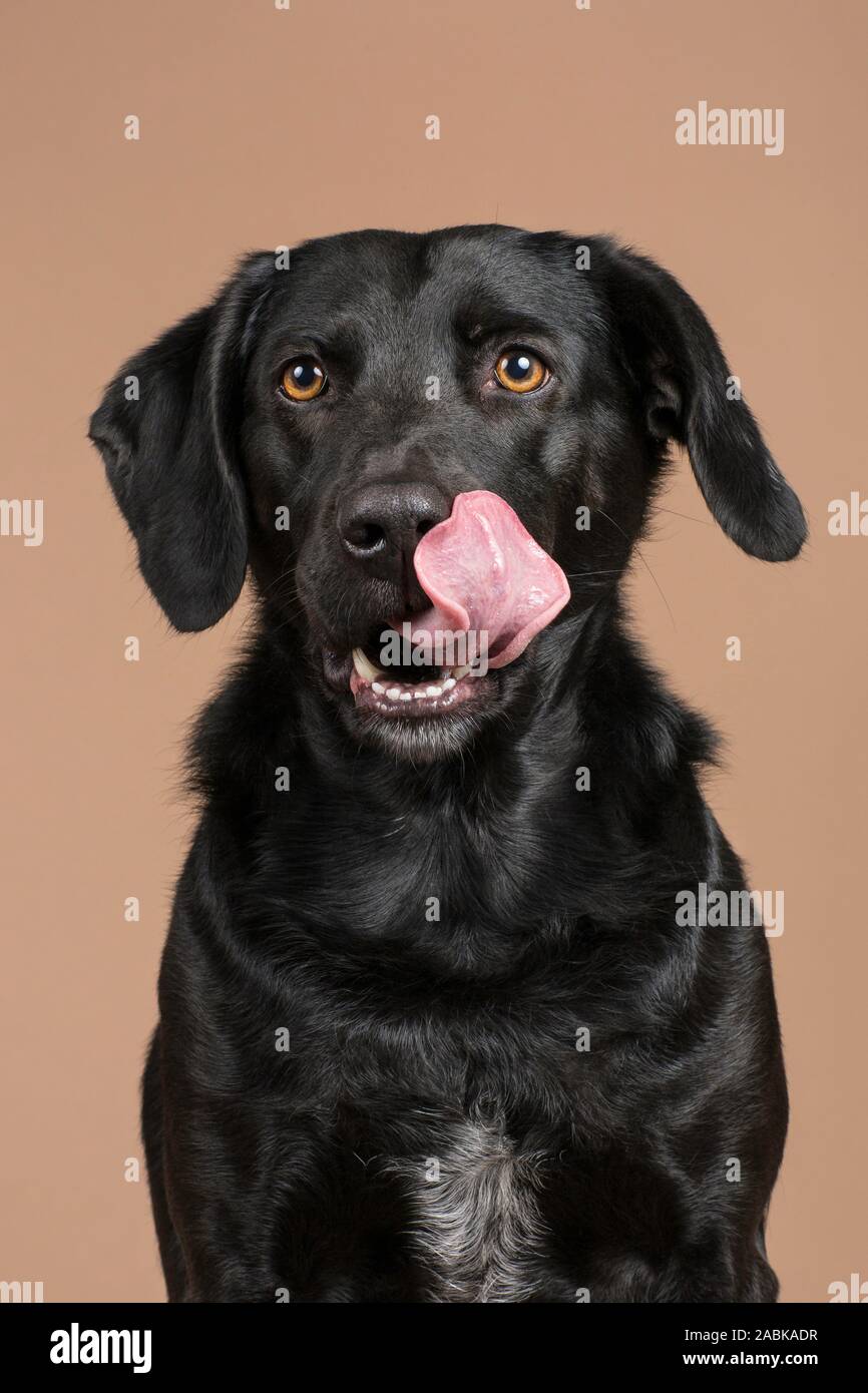 Simpatico cane nero seduto animale domestico in studio con uno sfondo marrone bloccato la sua lingua fuori e leccare il suo volto, cercando di fame per alcuni tratti. Close up Foto Stock