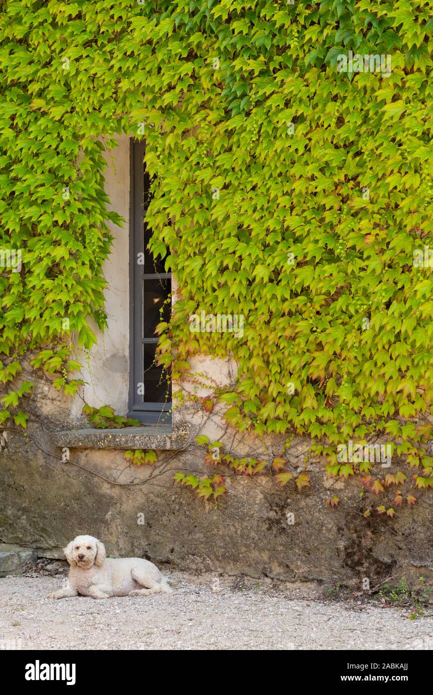 Ricci bianco cane seduto per terra e guardando verso la fotocamera davanti a una parete ricoperta di piante verde in Francia Foto Stock