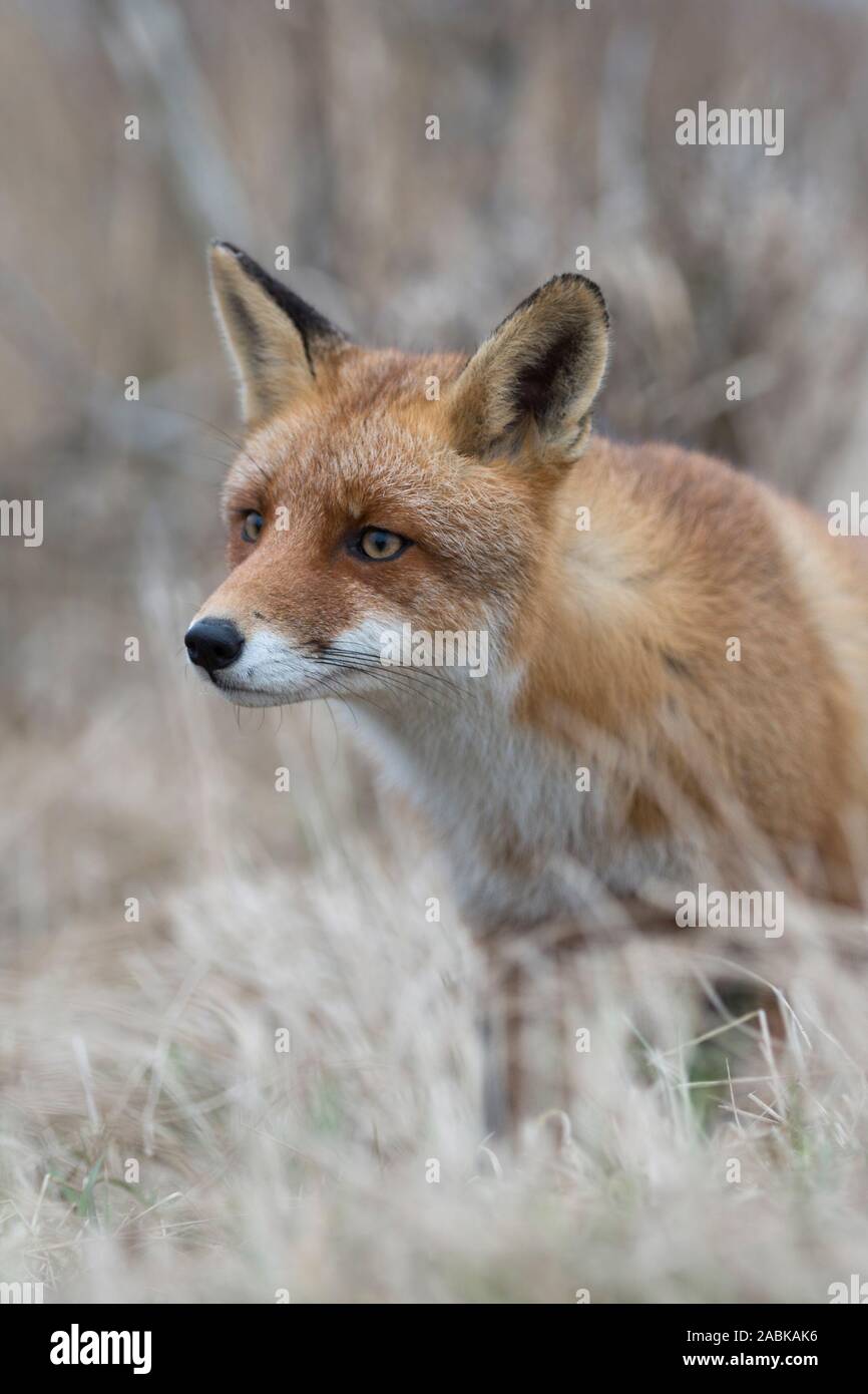 Red Fox / Rotfuchs ( Vulpes vulpes ) in piedi in erba secca, guardando attentamente, sembra essere sospettosa di qualcosa, wildife, l'Europa. Foto Stock