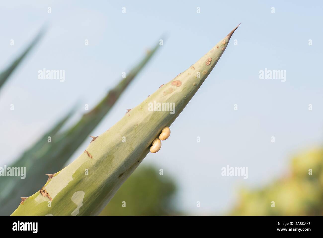 Due piccole lumache su un cactus in una giornata di sole in Provenza, Francia. Pianta mediterranea, crescendo in un ambiente soleggiato. Foto Stock