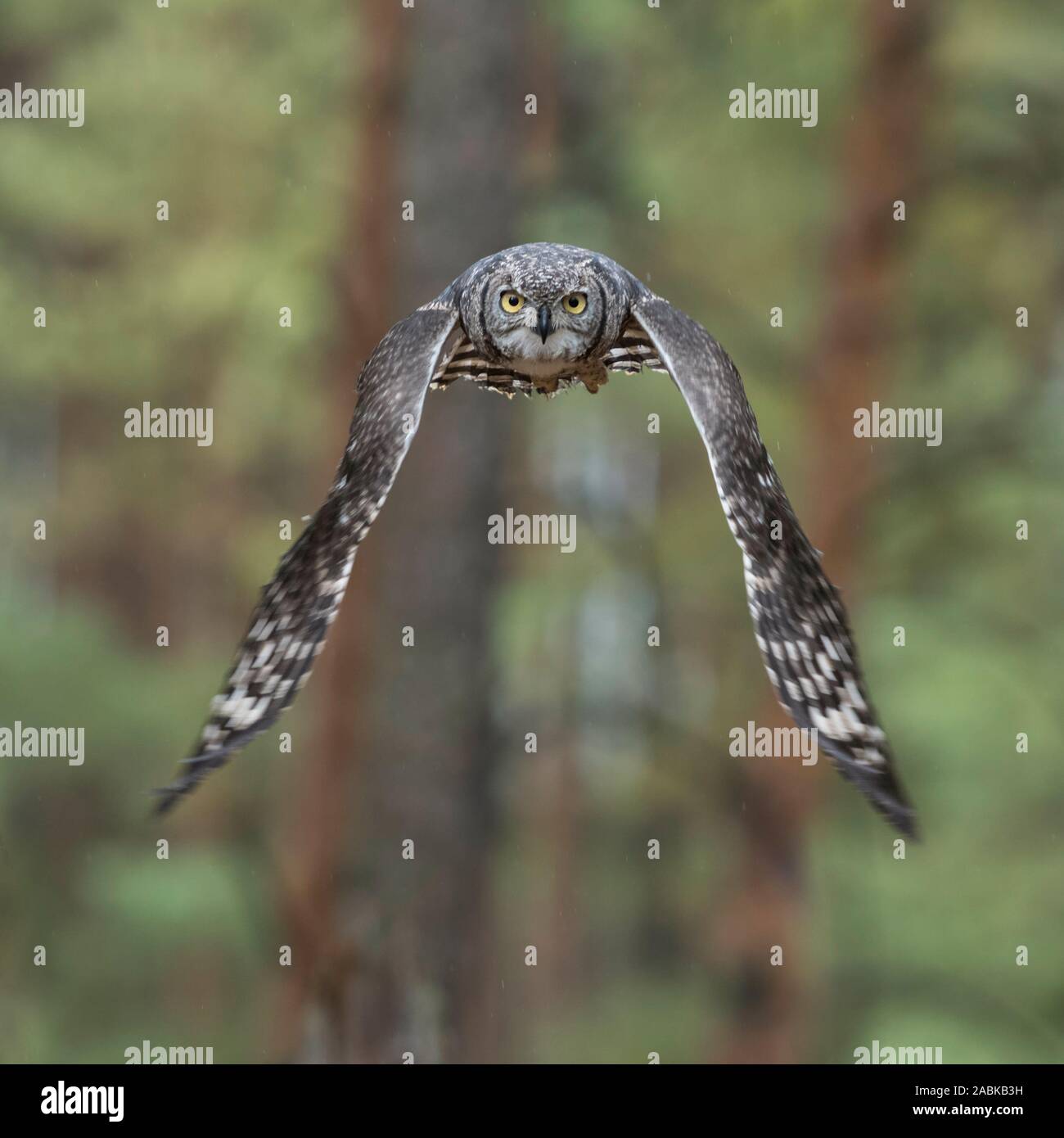 Grande Gufo cornuto / Tiger Owl / Virginia-Uhu ( Bubo virginianus ) volando attraverso un bosco di conifere, segreta, volo silenzioso. Foto Stock