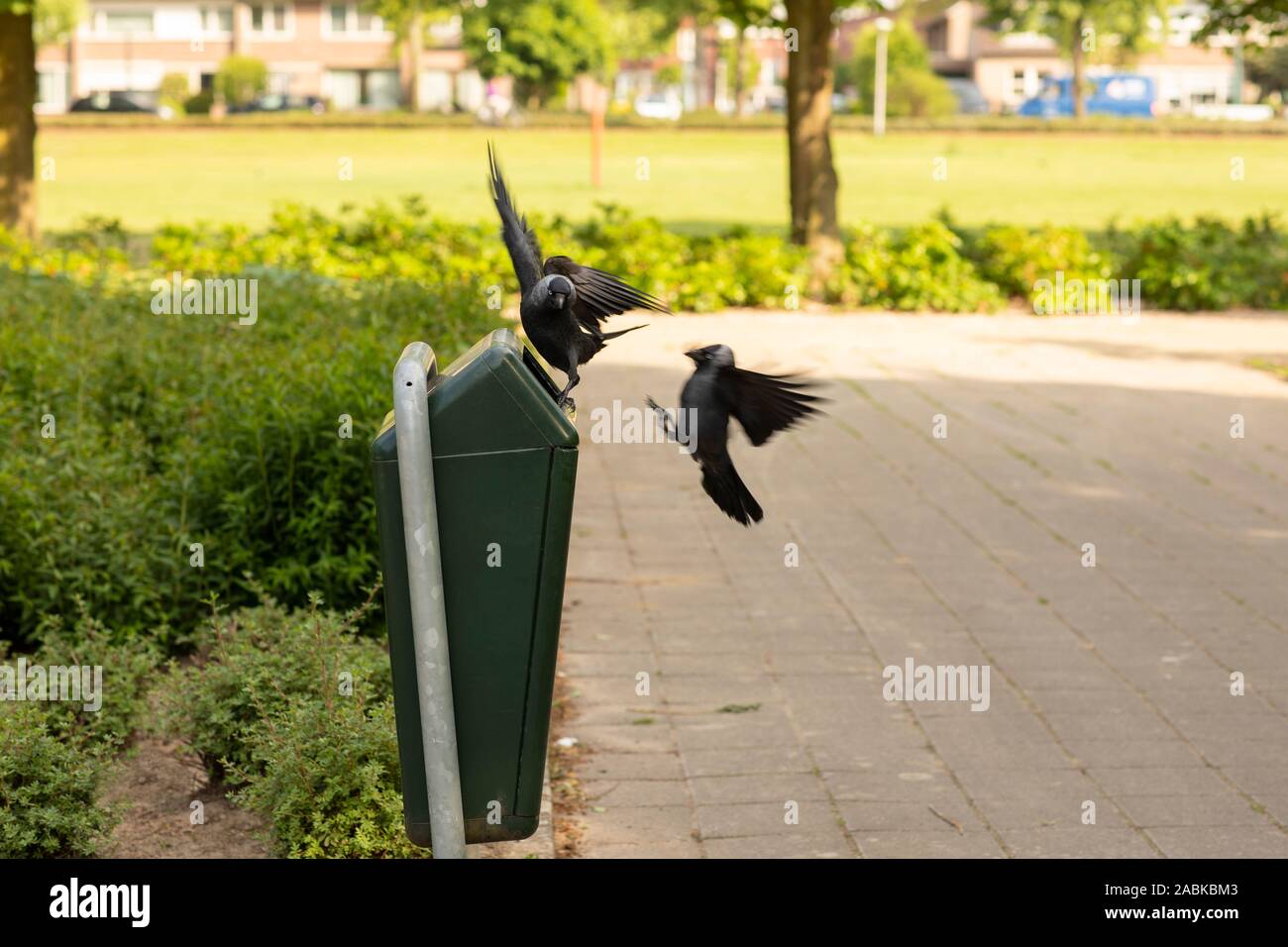 Due cornacchia nera gli uccelli in lotta per il cibo che stabilisce nel cestino della spazzatura fuori in una giornata di sole in un ambiente di verde parco con un grassfield nel backgro Foto Stock
