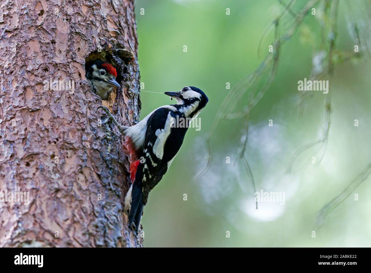 Picchio rosso maggiore (Picoides major, Dendrocopos major). Femmina adulta pulcino di alimentazione nel foro di nidificazione in un tronco di albero. Slovacchia Foto Stock
