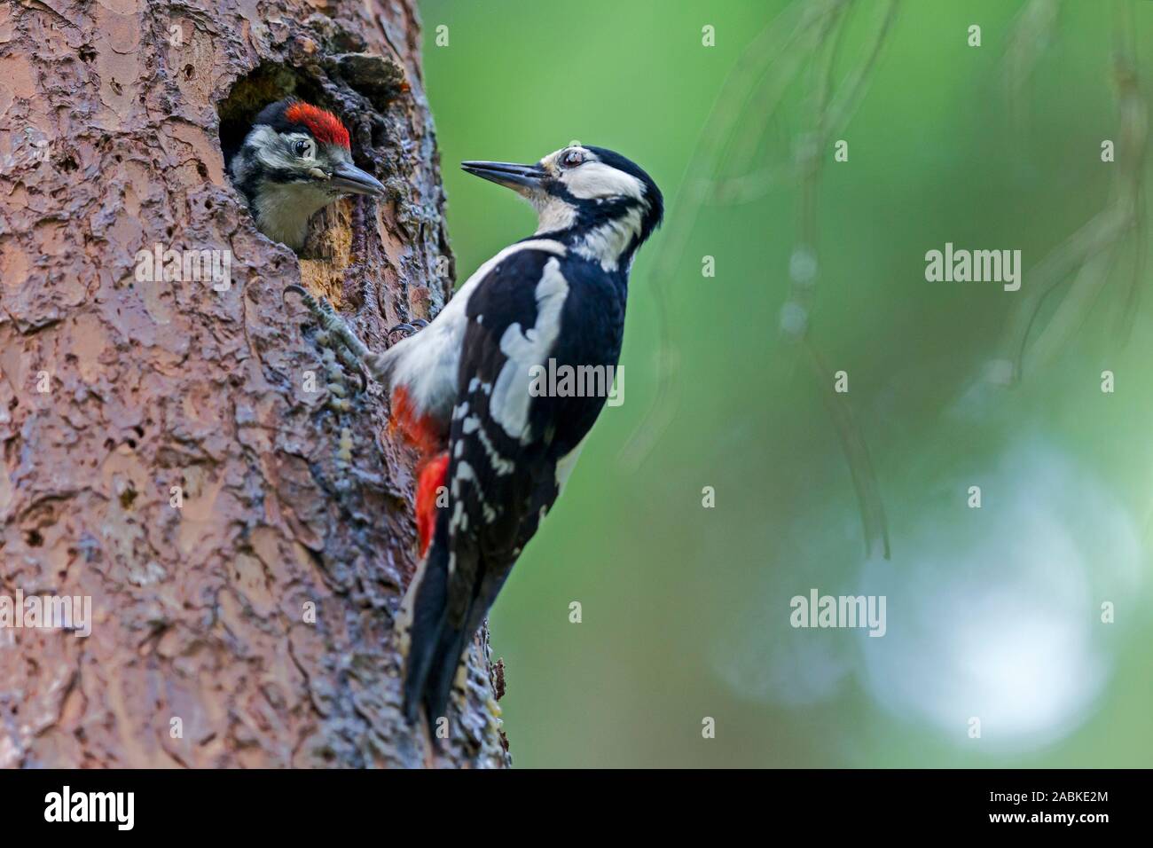 Picchio rosso maggiore (Picoides major, Dendrocopos major). Femmina adulta e chick nel foro di nidificazione in un tronco di albero. Slovacchia Foto Stock