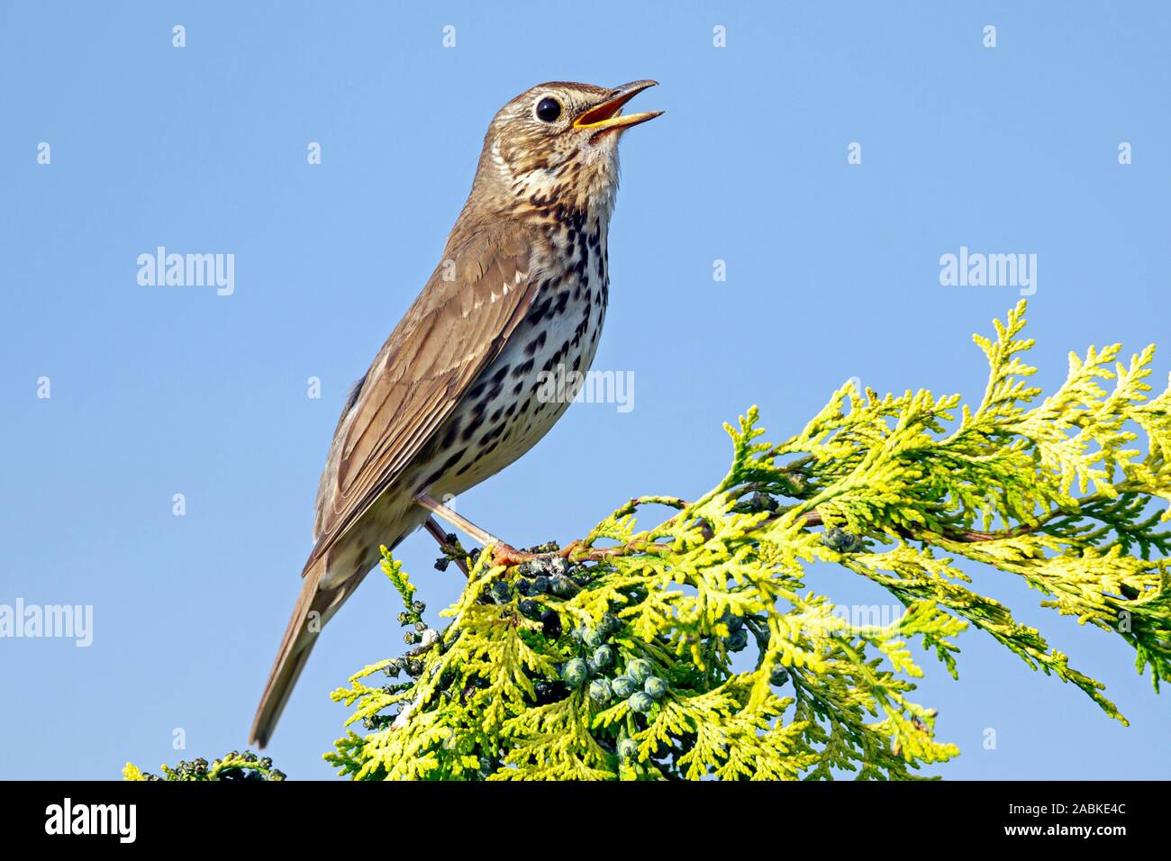 Tordo Bottaccio (Turdus philomelos). Canto maschio da canzone post. Germania Foto Stock