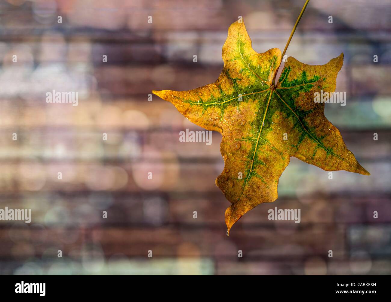 Colori d'autunno foglia con gocce di pioggia vicino sul mattone sfocata sullo sfondo della parete Foto Stock