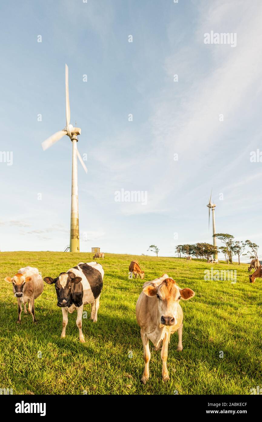 Rilassate le vacche da latte in un lussureggiante verde pascolo ottenere pronto per l'alimentazione come fattoria eolica turbine stand risoluta in background. Foto Stock