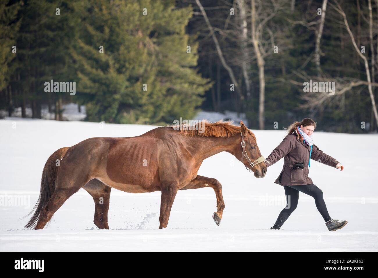 Metà ungherese a cavallo di razza. La donna protagonista di un castagno ritagliata mare sulla neve. Austria Foto Stock