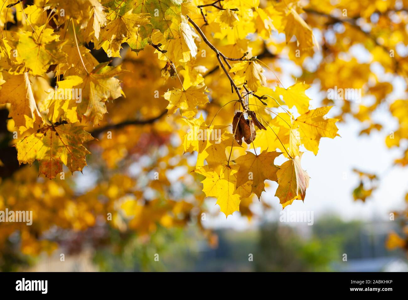 Giallo autunno foglie di acero nel cielo blu. Il fogliame di autunno contro il cielo.sole che splende tra le cime degli alberi nel parco. Foto Stock