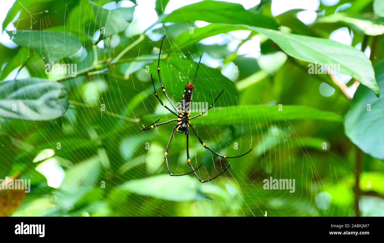 Un indefinito Ragno Gigante entro il Kuang Si scende a Luang Prabang, Laos Foto Stock