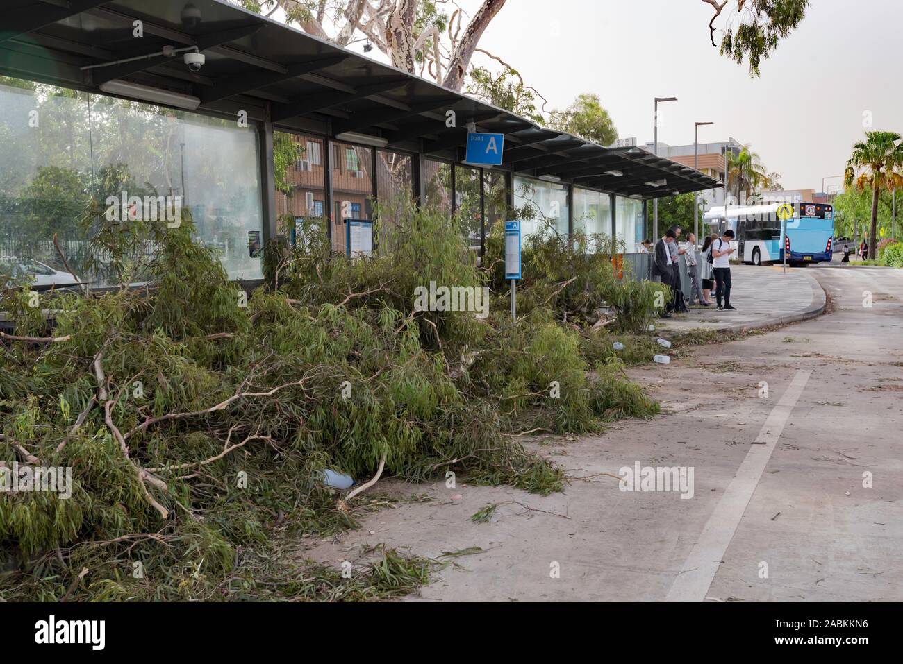 Sydney Aust Nov 26 2019: una improvvisa tempesta strappato attraverso la periferia a nord di Sydney lo scatto di alberi e pali di potenza lasciando carnage ma nessuna perdita di vita Foto Stock