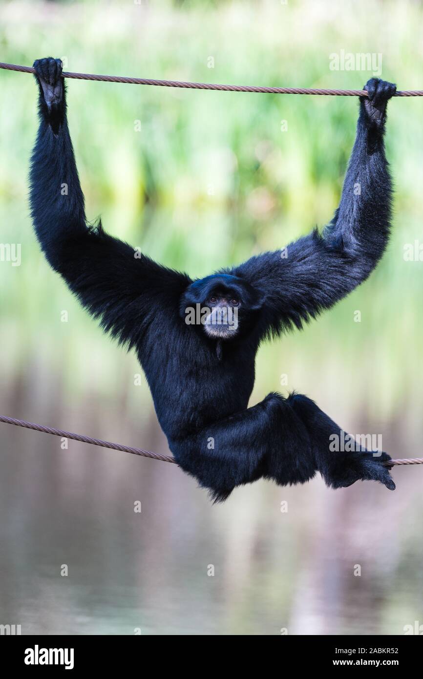 Rilassata poste e le espressioni del viso del Gibbone nero seduto, in equilibrio su fili in Western Plains Zoo Foto Stock