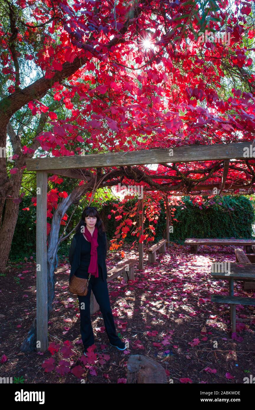 Turista femminile sotto un pergolato sotto una schiena illuminata dalla stella del sole grande quercia con vivaci foglie di autunno rosso scuro a Coonawarra, Sth Australia. Foto Stock