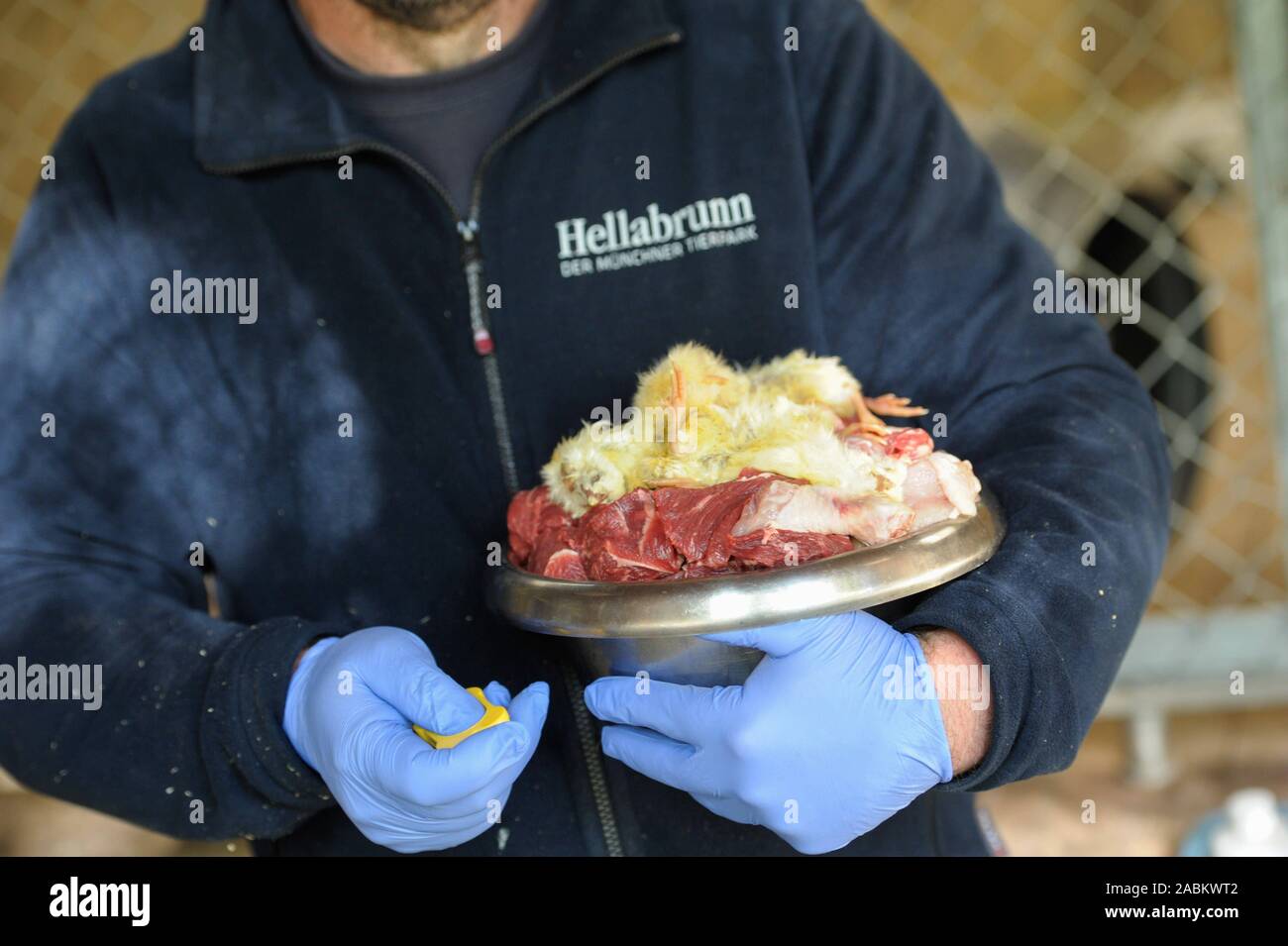 Alimentazione animale per le tigri siberiane presso lo Zoo di Hellabrunn: la carne cruda e pulcini morti. [Traduzione automatizzata] Foto Stock