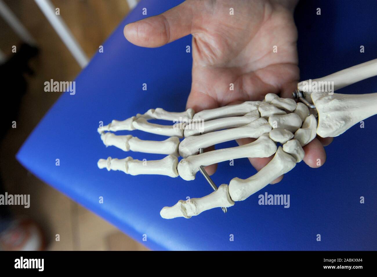 Modello di una mano scheletro in una pratica per la fisioterapia a mano a Monaco di Baviera. [Traduzione automatizzata] Foto Stock