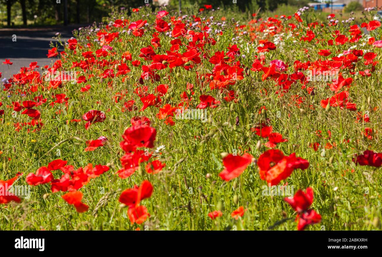 Fiori selvatici che crescono su la centrale di prenotazione sulla strada a Hartlepool,l'Inghilterra,UK Foto Stock