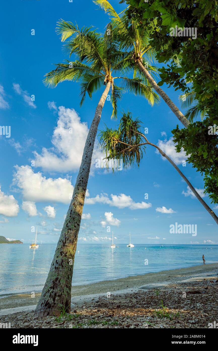 Palme da cocco, barche a vela, cielo blu e acque tropicali intorno all'isola Fitzroy vicino a Cairns nel Queensland Nord lontano, Australia. Foto Stock