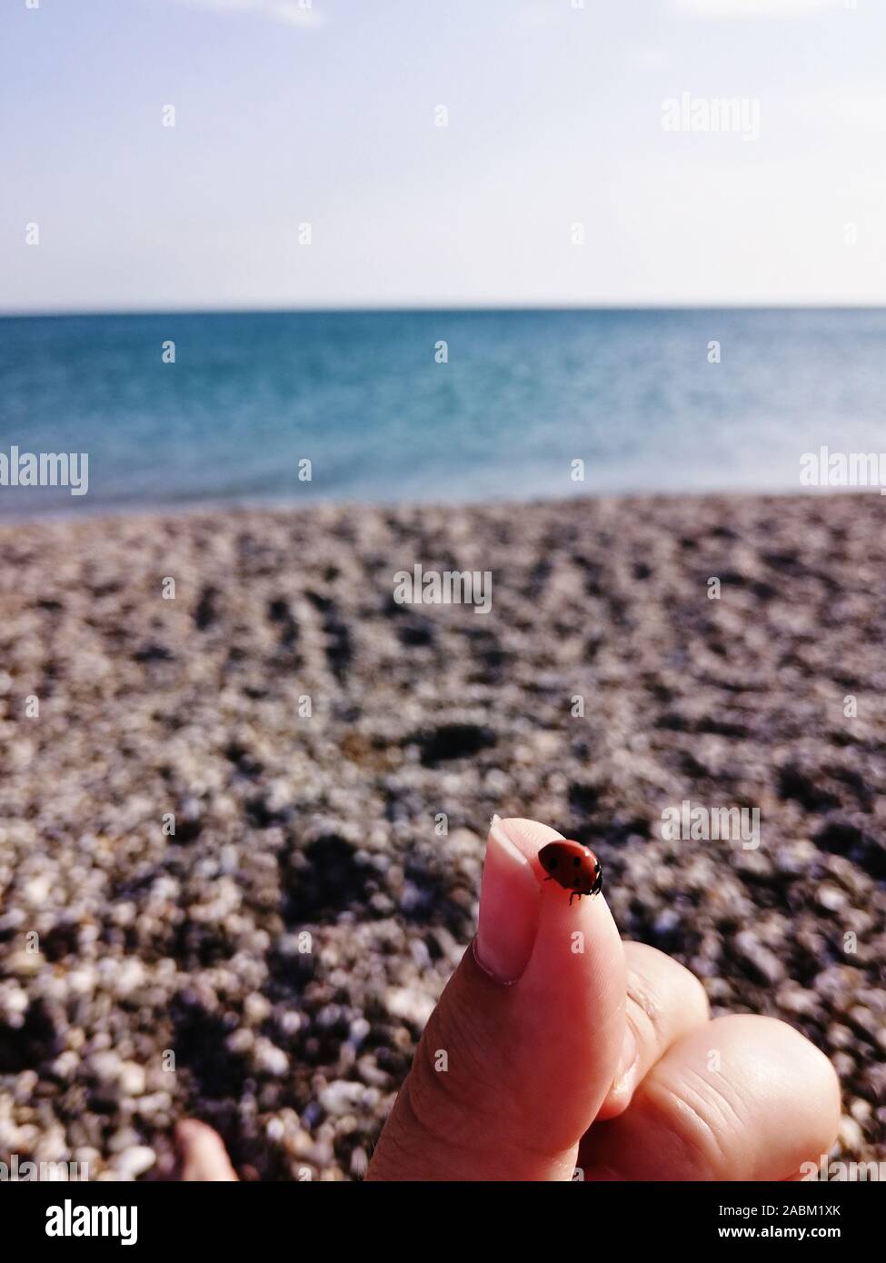 Ladybug atterra sul dito di una mano al mare, in un giorno di estate, fascino fortunato. Coccinella sulla mano contro il mare. Messa a fuoco selettiva. Foto Stock