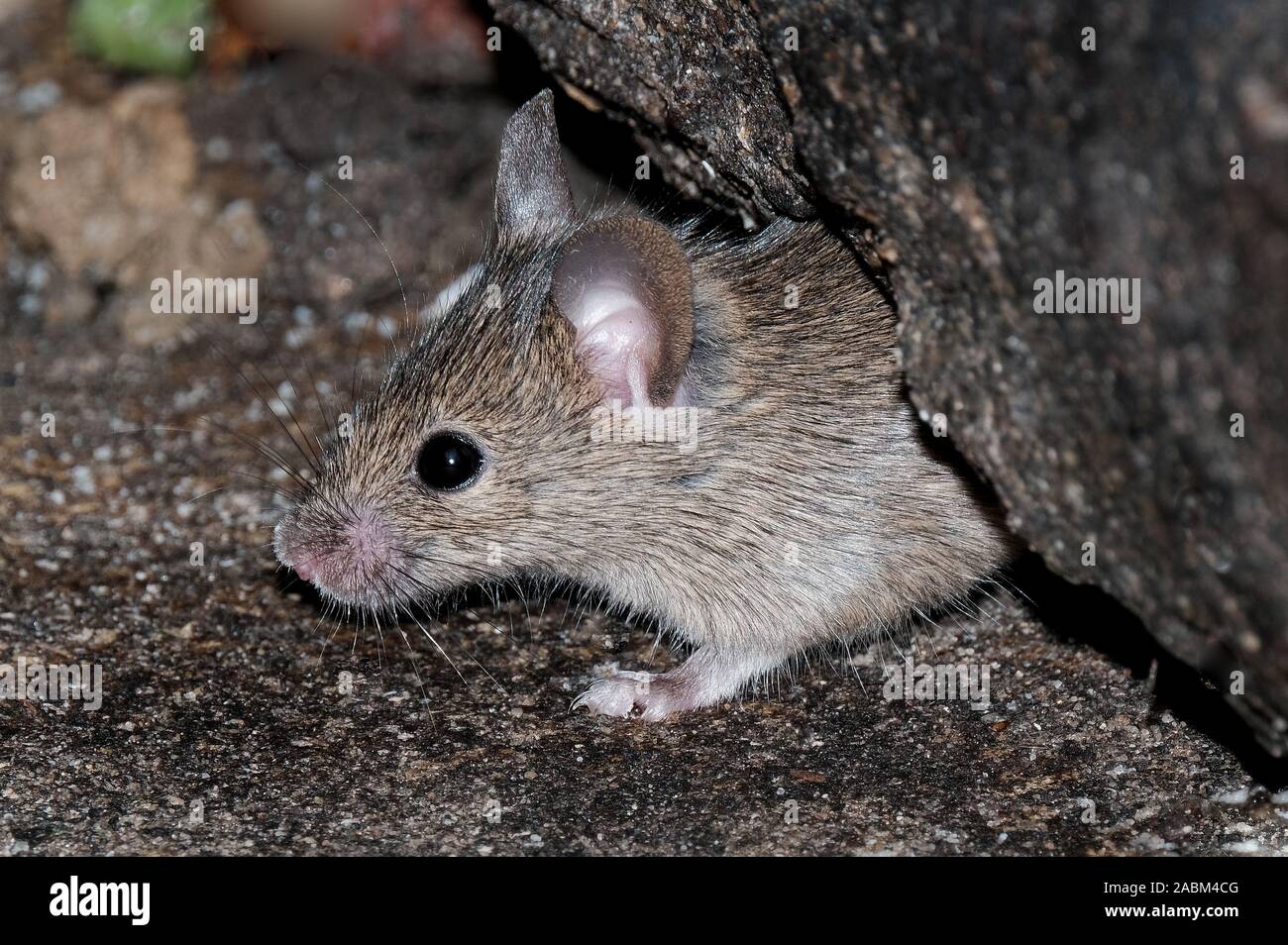 Il topolino in cerca di cibo in casa Urban garden. Foto Stock