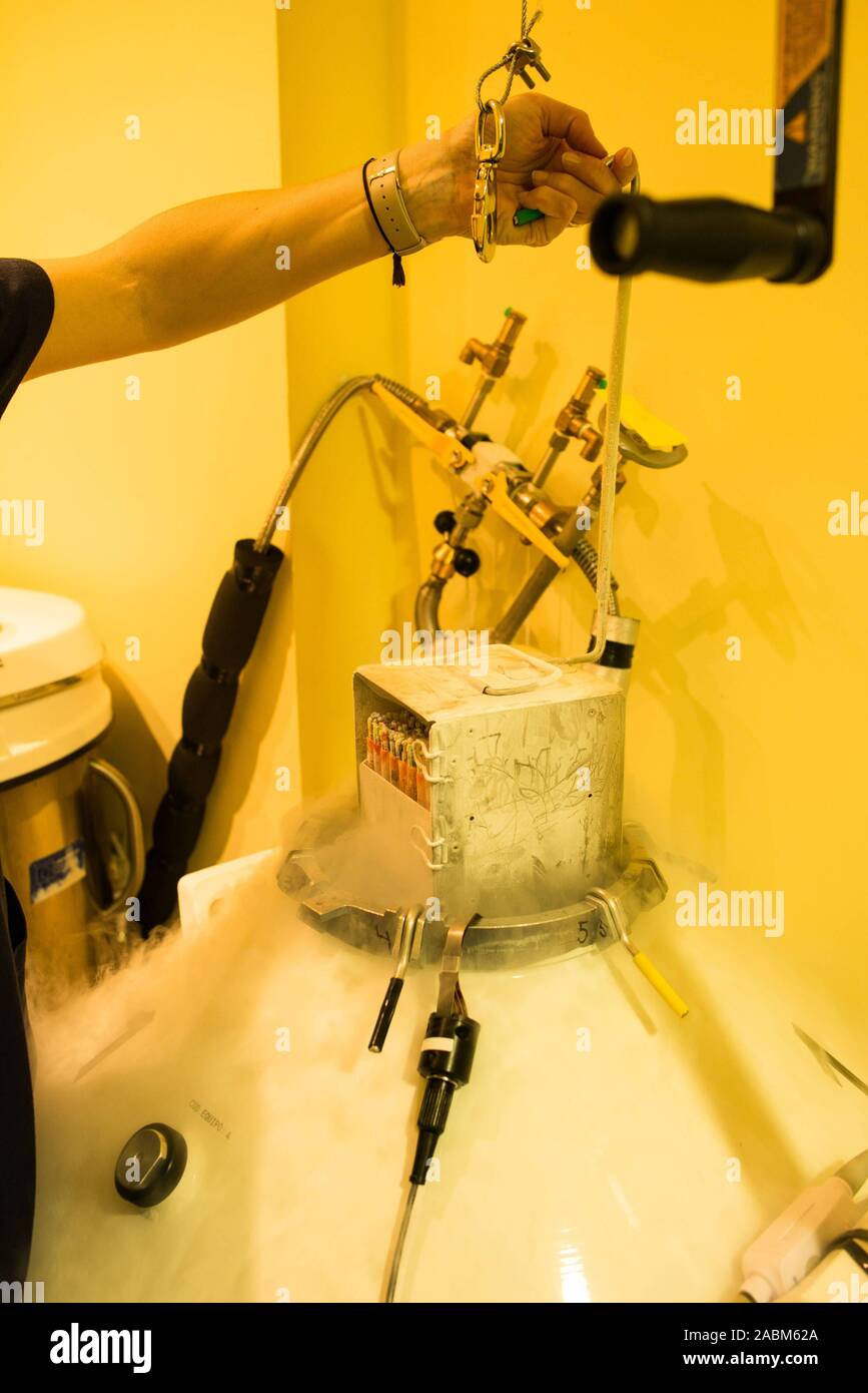 Cellule uovo può essere memorizzato nel laboratorio della IVF Spains, uno dei quattro cliniche di Riproduzione in Alicante, per un lungo periodo di tempo utilizzando kyrotechnics. [Traduzione automatizzata] Foto Stock
