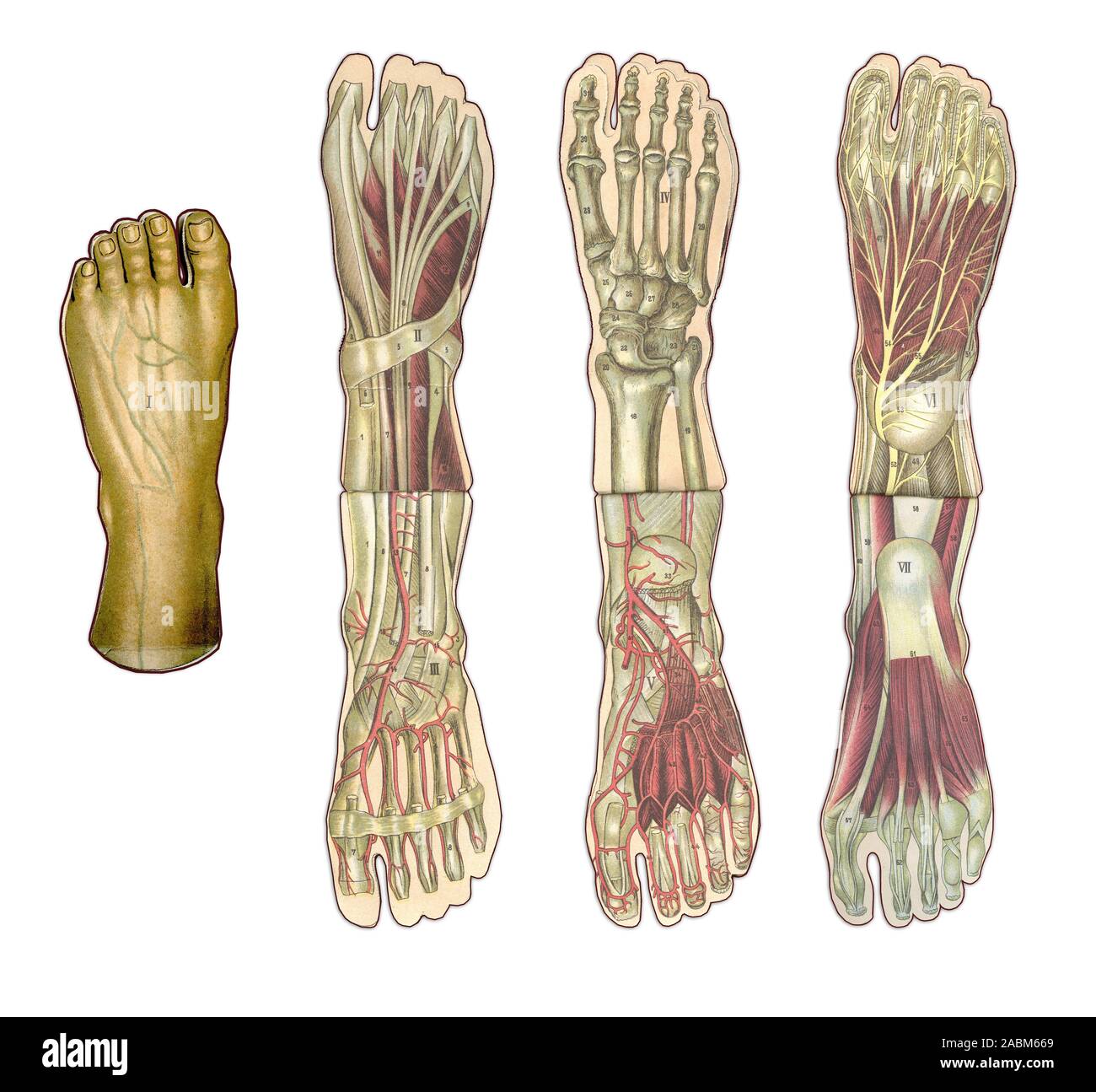 Medicina e Sanità tabella illustrata, piede umano anatomia: pelle e tessuti ectodermiche, ossa, muscoli nervi e vasi sanguigni Foto Stock