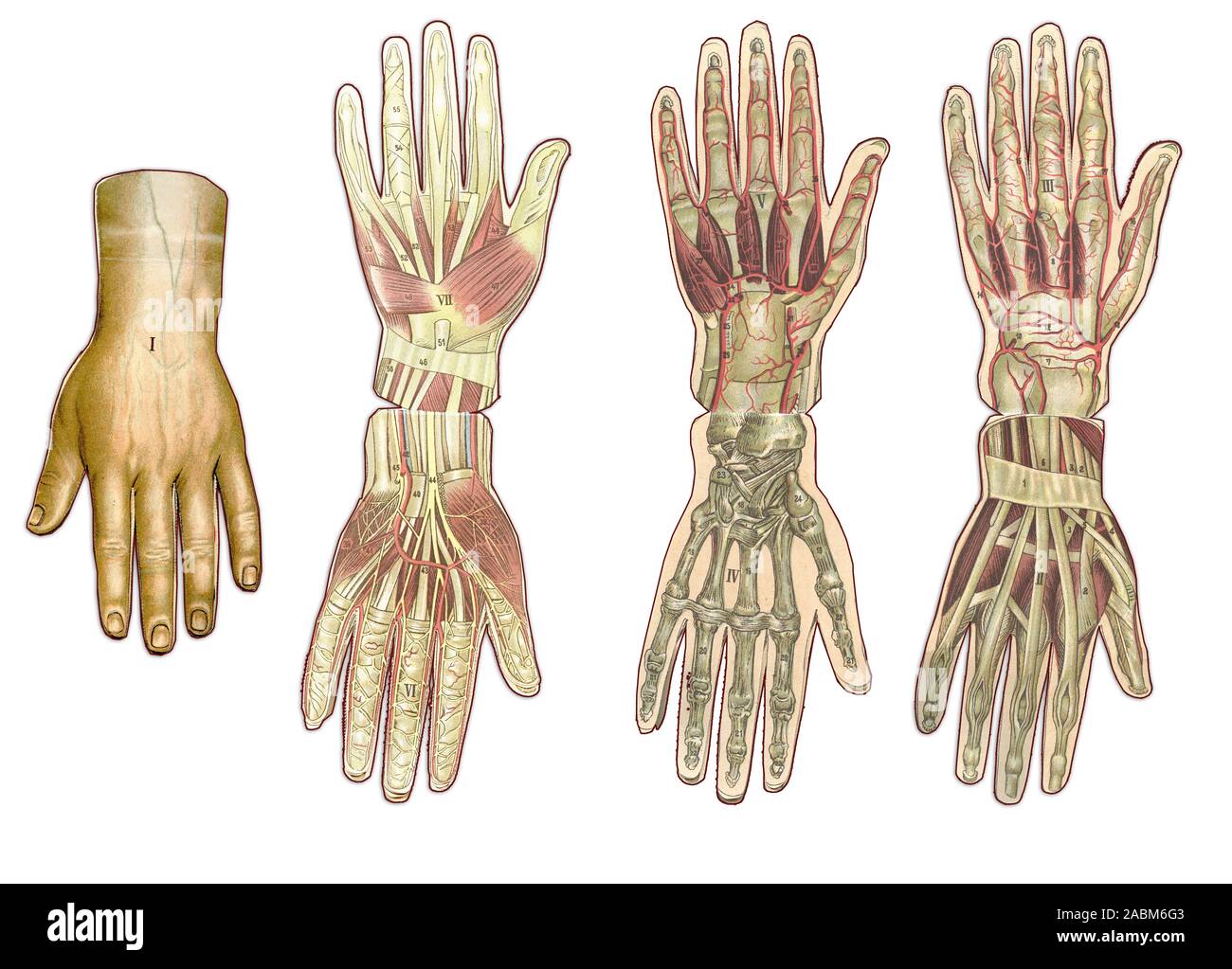 Medicina e Sanità tabella illustrata, la mano umana anatomia: pelle e tessuti ectodermiche, ossa, muscoli nervi e vasi sanguigni Foto Stock