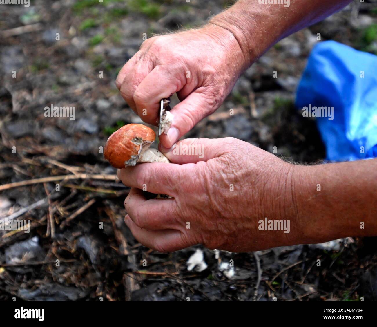 Un raccoglitore di funghi pulisce la sua funghi trovati nella foresta vicino Aying (area di Monaco di Baviera). [Traduzione automatizzata] Foto Stock