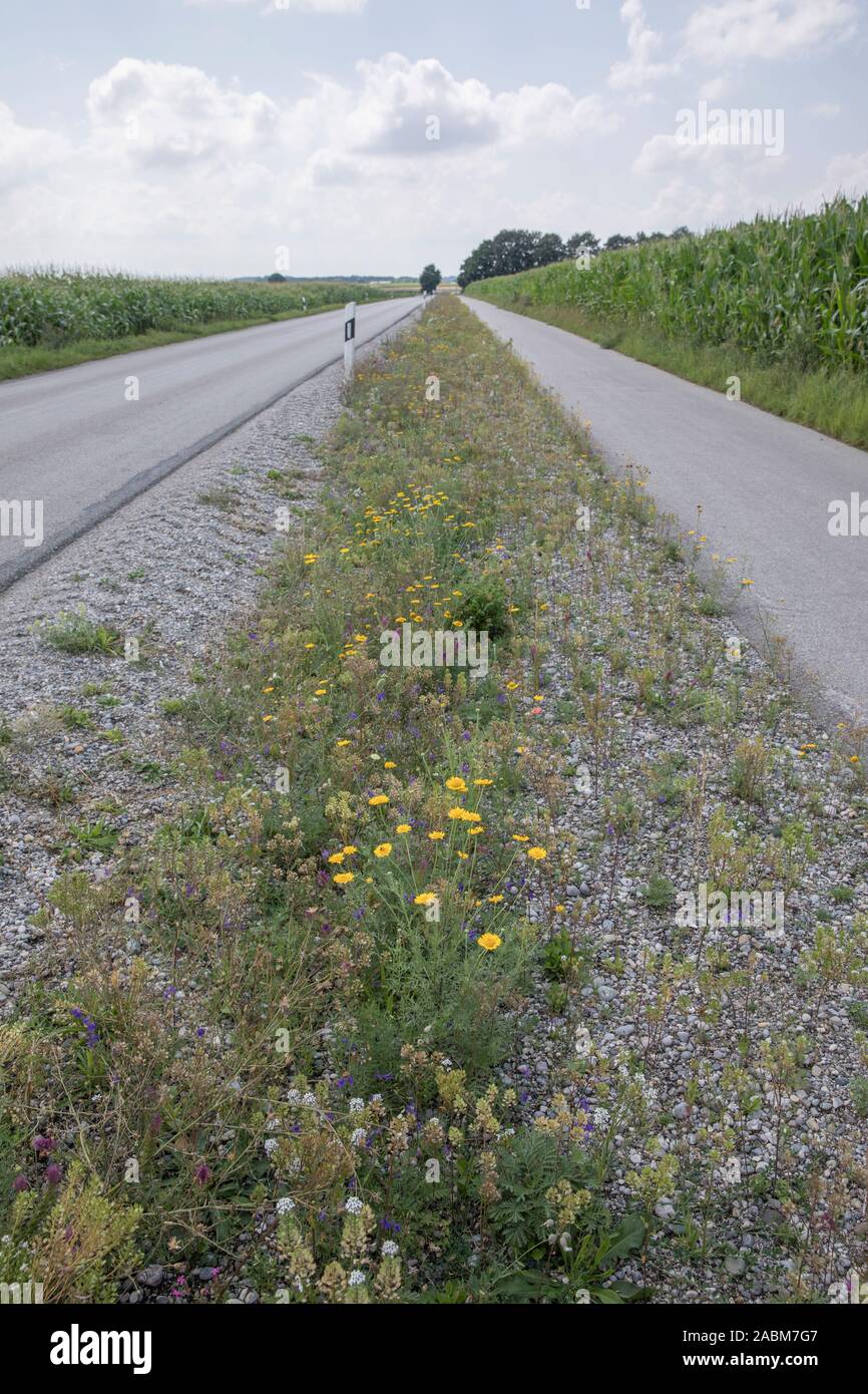 I fiori sbocciano sulla nuda terra tra Nassenhausen e Mammendorf accanto al granturco e campi di patate tra strada e ciclo di asfalto percorso. [Traduzione automatizzata] Foto Stock