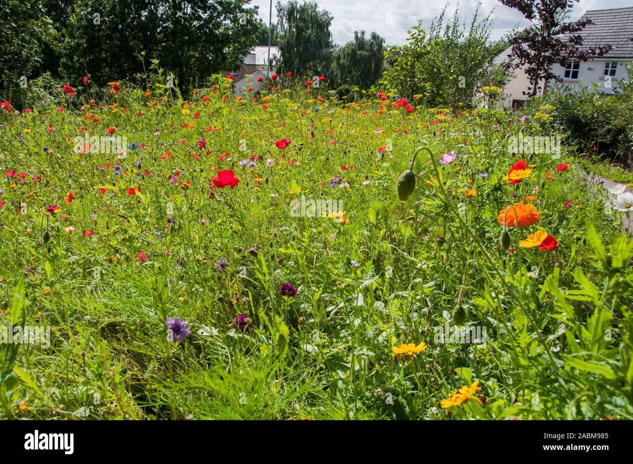 Intorno al Regno Unito - strada piantare fiori selvaggi, Chorley Consiglio comunale Foto Stock