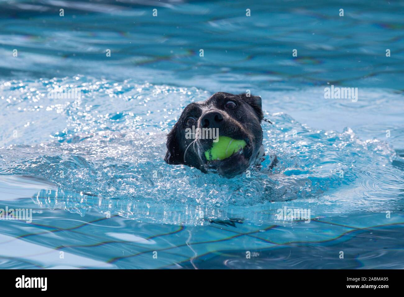 Cane con una palla in acqua. In corrispondenza del terzo cane giorno di nuoto in Amper Oase in Fürstenfeldbruck solo i cani sono ammessi in non clorurati piscina. Le persone hanno di stare fuori di questo tempo. [Traduzione automatizzata] Foto Stock