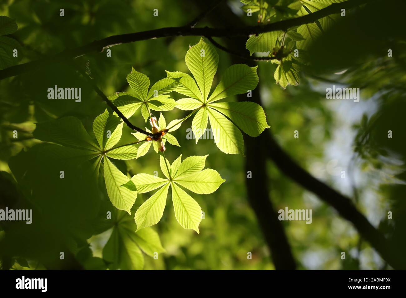 Molla di foglie di castagno sotto il sole. Foto Stock