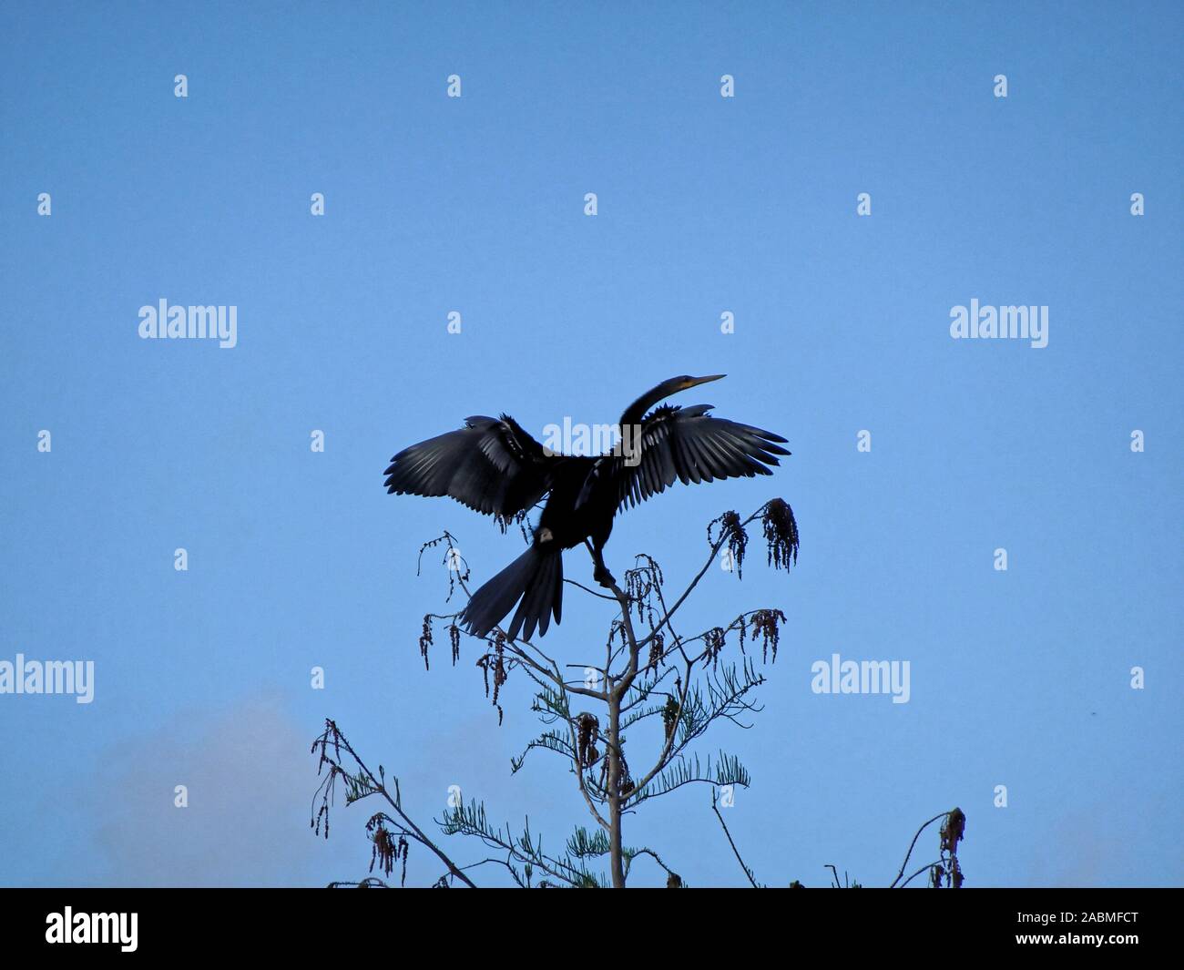 Grande Uccello nero ali di asciugatura sulla riva Foto Stock