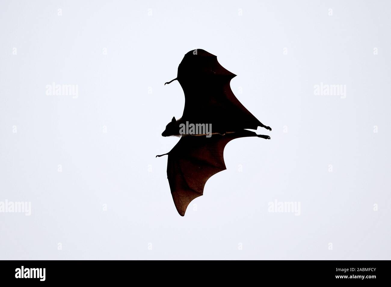 Indian Flying Fox (Pteropus giganteus) Foto Stock
