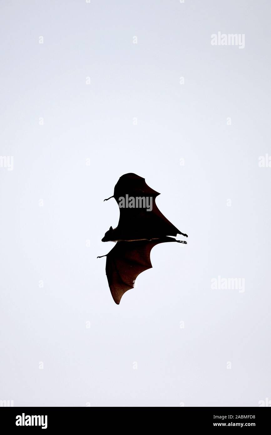 Indian Flying Fox (Pteropus giganteus) Foto Stock