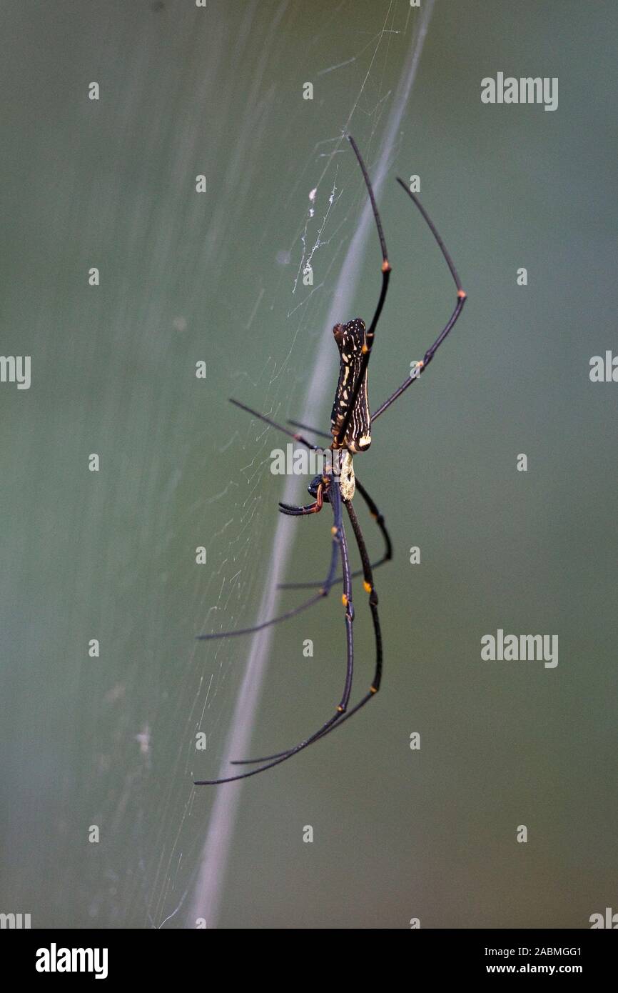 Gigantesco ragno di legno (Nephila pilipes) Foto Stock