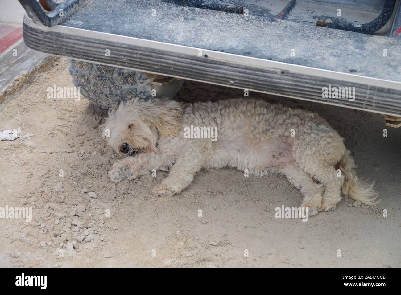 Hund, Schlaf, Auto, Isla Holbox, Quintana Roo, Mexiko Foto Stock