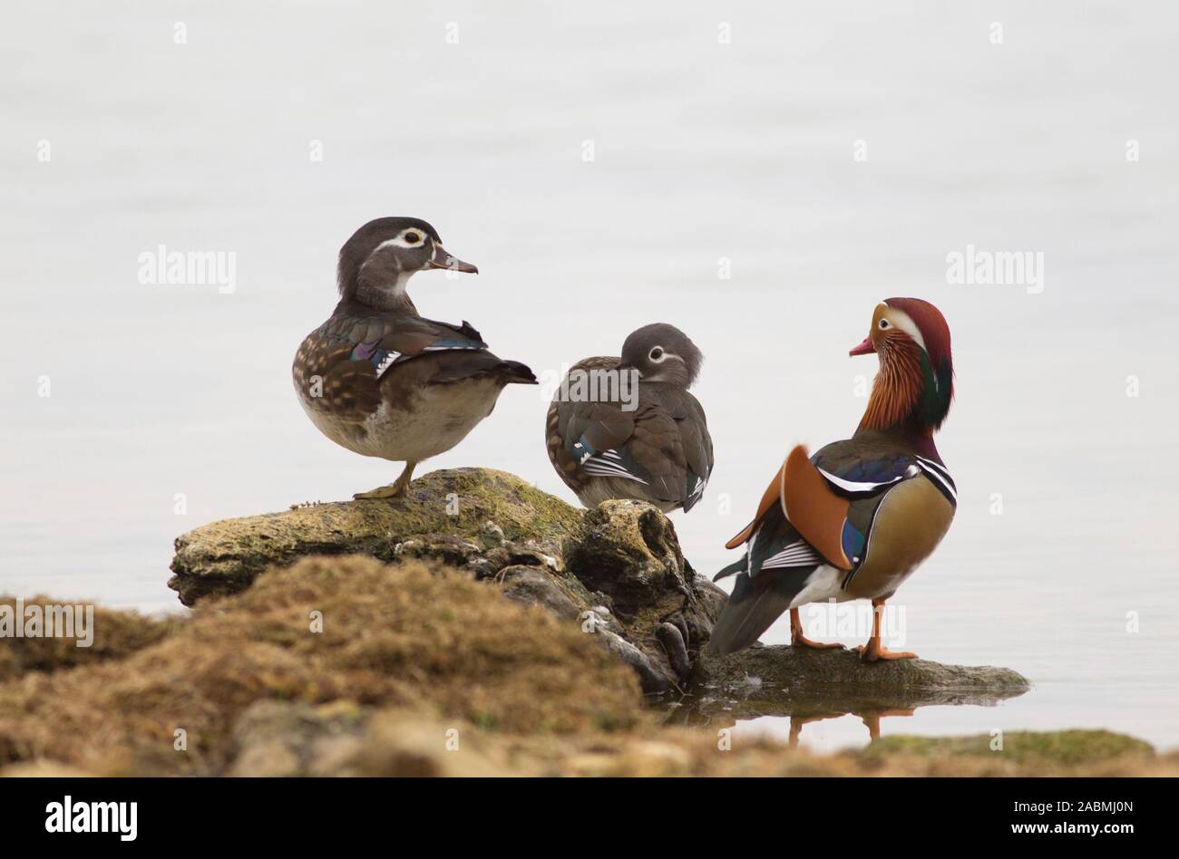 Mandarin anatre, Aix galericulata, singolo adulto maschio e due femmine in appoggio sulle rocce. Rutland acqua, Rutland, UK. Foto Stock