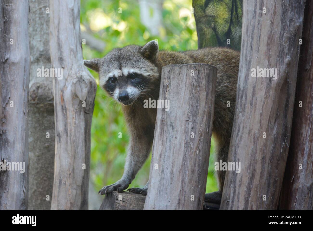 Waschbär (Procione lotor), Isla Holbox, Quintana Roo, Mexiko Foto Stock