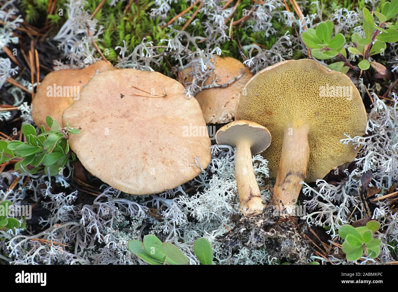 Suillus bovinus, noto come il Jersey di vacca o fungo bolete bovina di funghi selvatici dalla Finlandia Foto Stock
