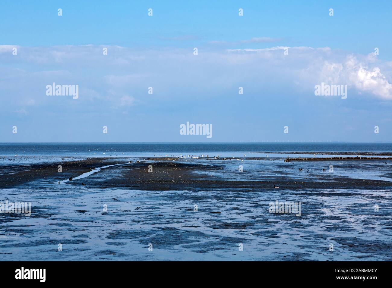 Wasservoegel auf dem Wattenmeer vor Keitum auf Sylt Foto Stock