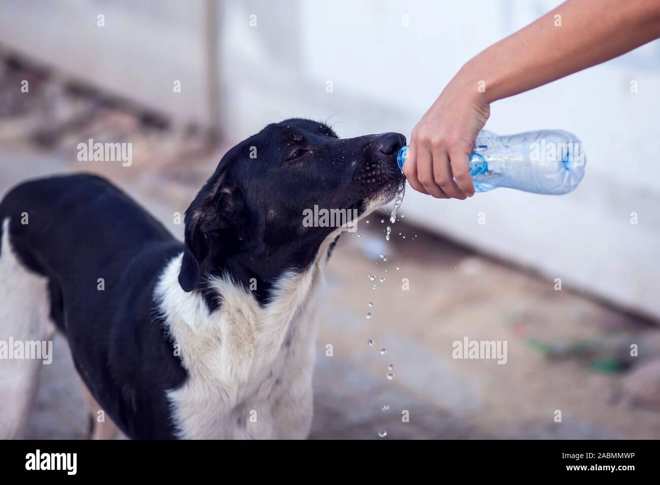 Una persona dà acqua per senzatetto cane in strada. Protezione degli animali e tempo caldo concetto Foto Stock