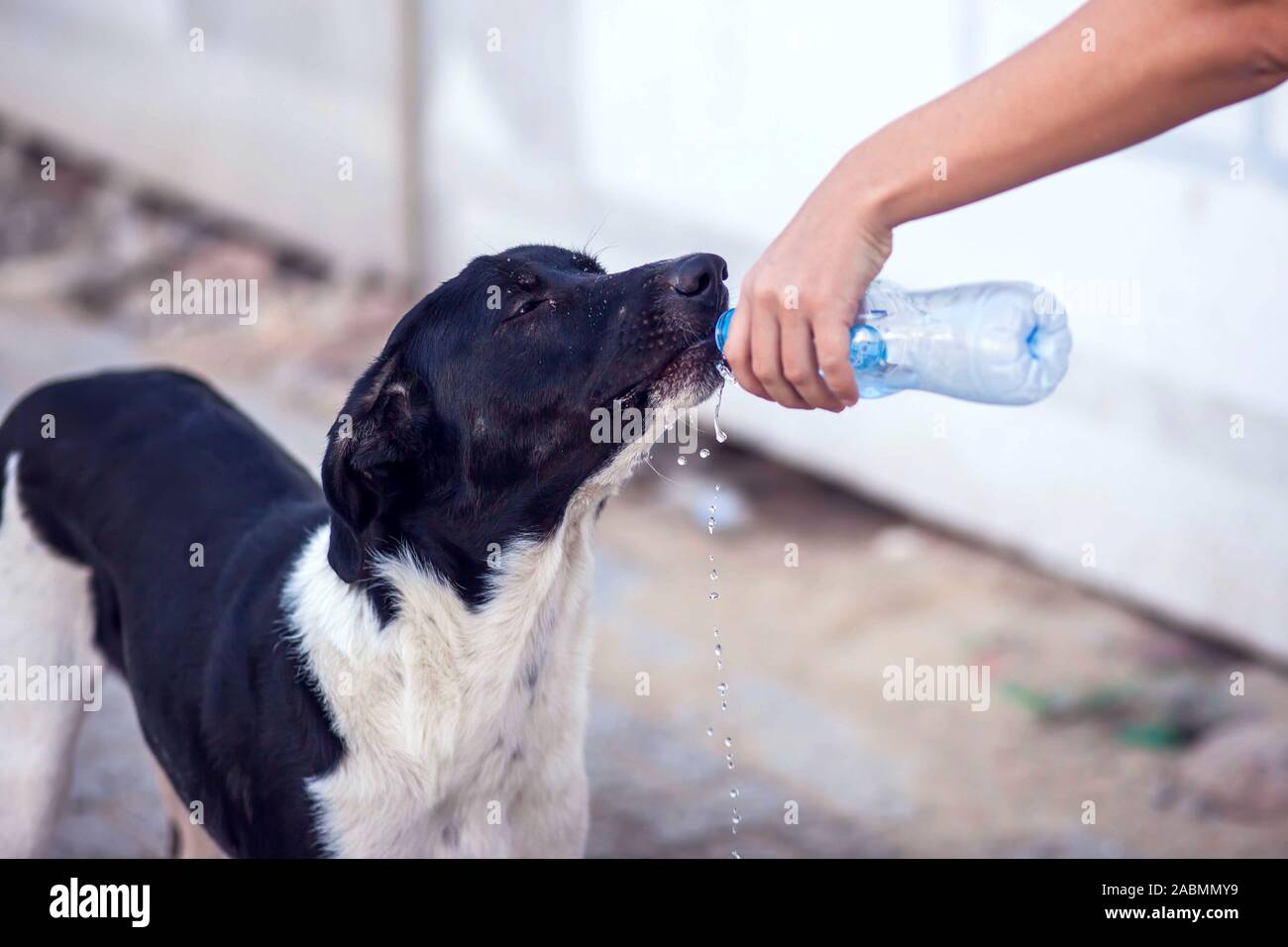 Una persona dà acqua per senzatetto cane in strada. Protezione degli animali e tempo caldo concetto Foto Stock