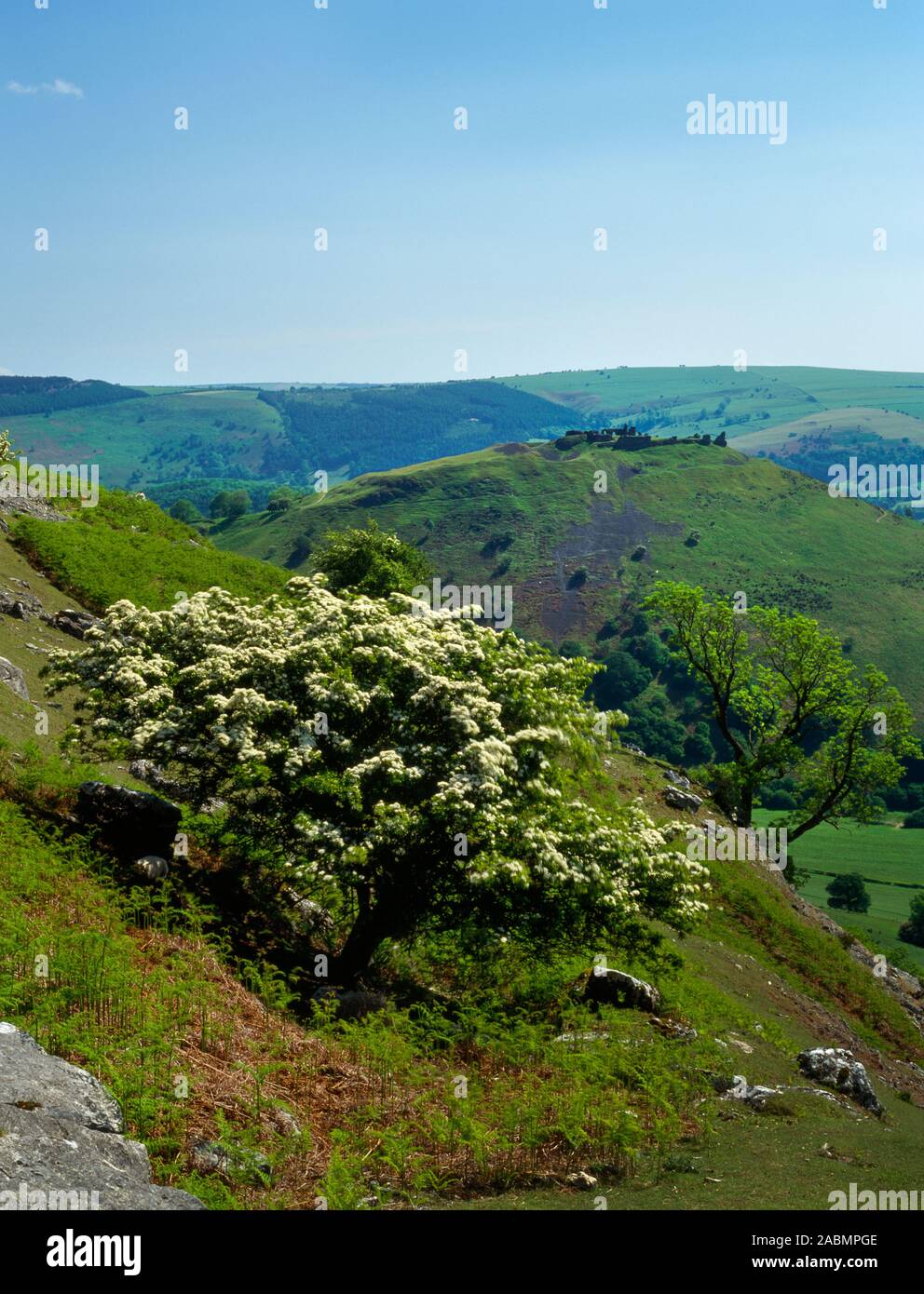 Visualizza S da Creigiau Eglwyseg guardando sopra un biancospino a Castell Dinas Bran Iron Age hillfort & castello medievale nel Vale of Llangollen, Wales, Regno Unito. Foto Stock