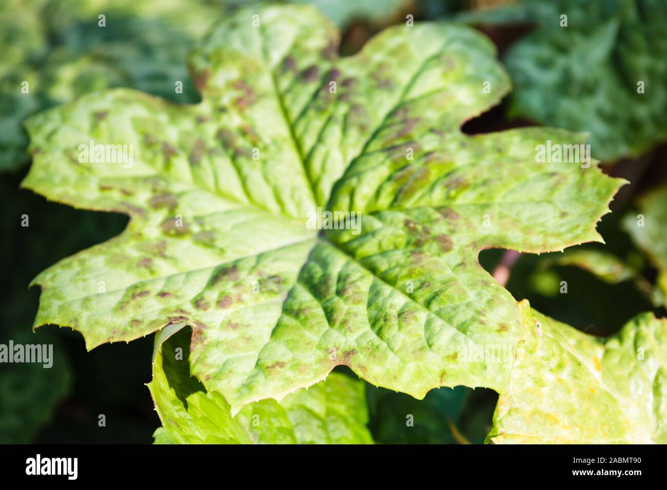 Macchie Dolly foglie verdi Foto Stock