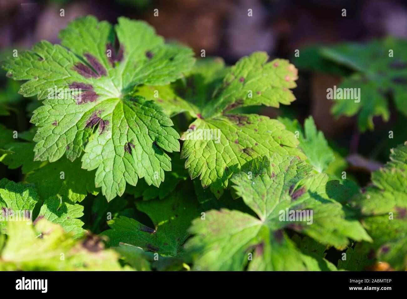 Geranio phaeum foglie verdi Foto Stock