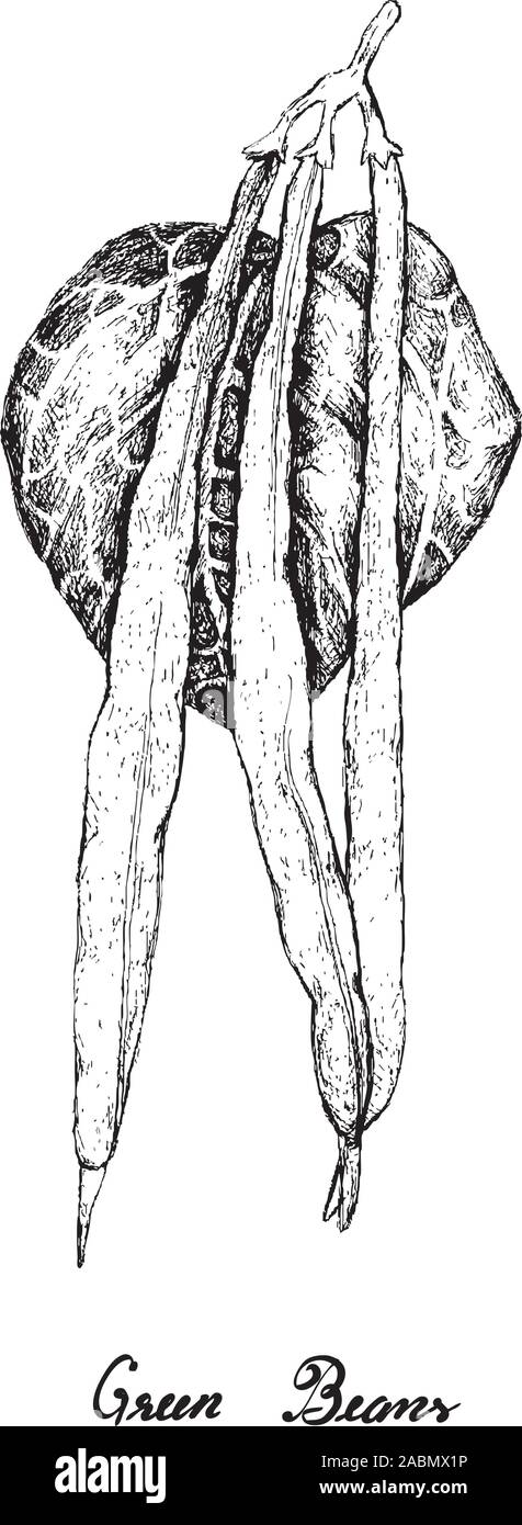Vegetali, illustrazione di mano il bozzetto di fagiolini freschi, Francese o Fagioli Phaseolus vulgaris isolati su sfondo bianco. Illustrazione Vettoriale