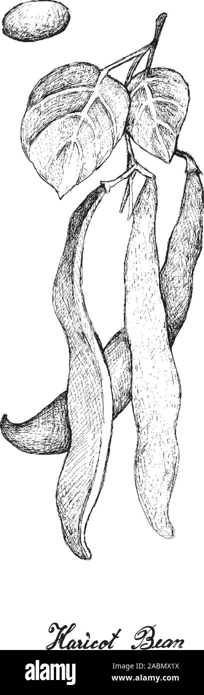 Vegetali, illustrazione di mano il bozzetto freschi Phaseolus vulgaris o fagioli fagioli bianchi su albero isolato su sfondo bianco, utilizzato sia in dolce e SAV Illustrazione Vettoriale