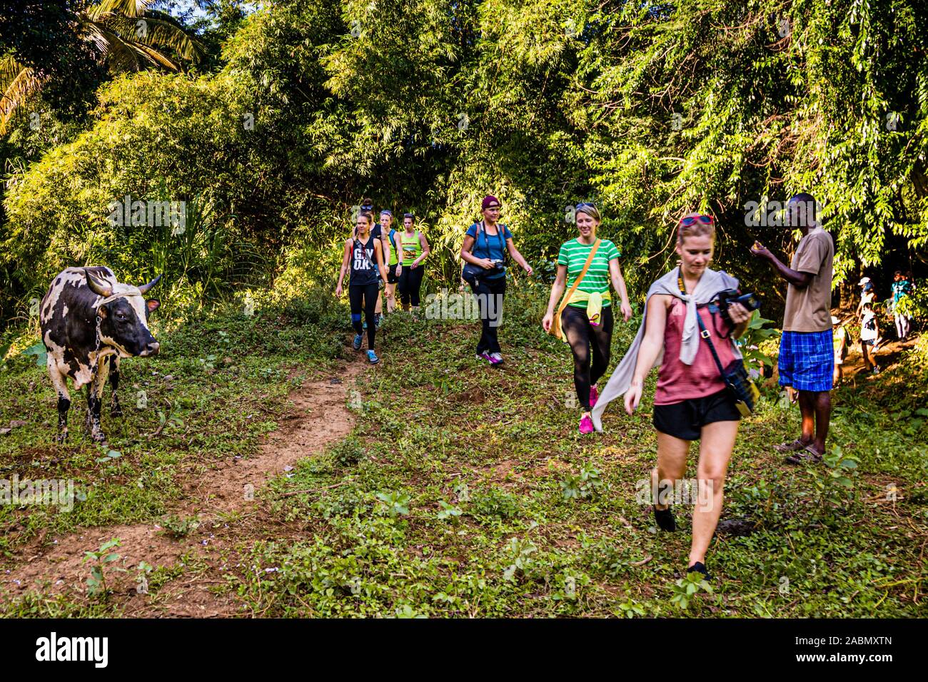 Hash House Harriers Running Event in Happy Hill, Grenada. La mucca preferirebbe avere il suo riposo Foto Stock